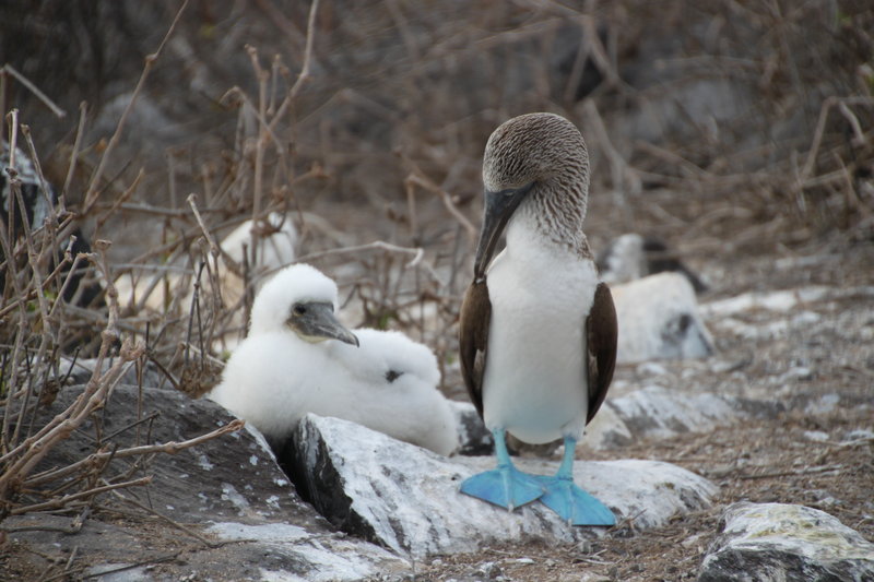 Blue footed booby and chick