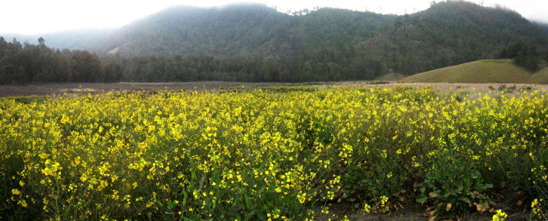 Oro-oro Ombo flower field