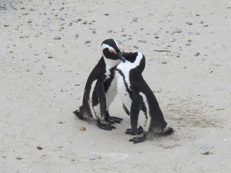 penguins kissing