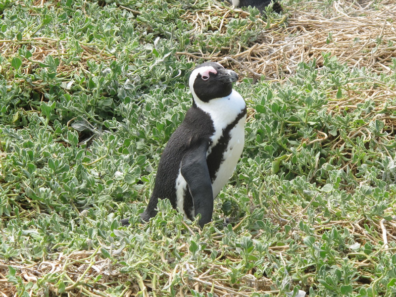 Stony Point Penguin Colony