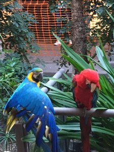 Parrots in Columbus House