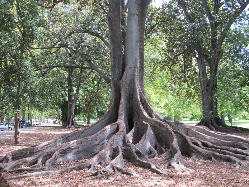 Interesting tree roots