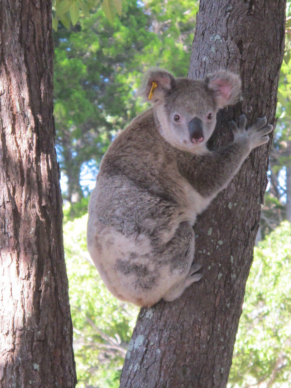 Friendly Koala 1