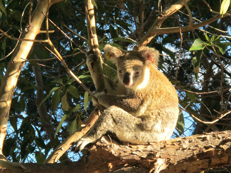 Friendly Koala 3