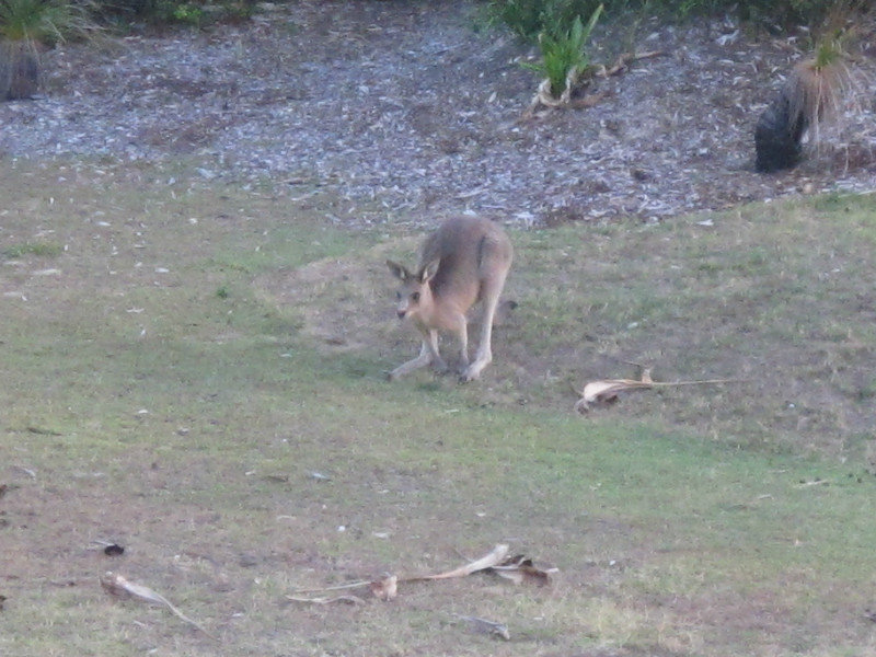 Kangaroo in the garden