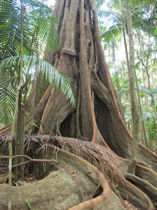 Amazing tree roots