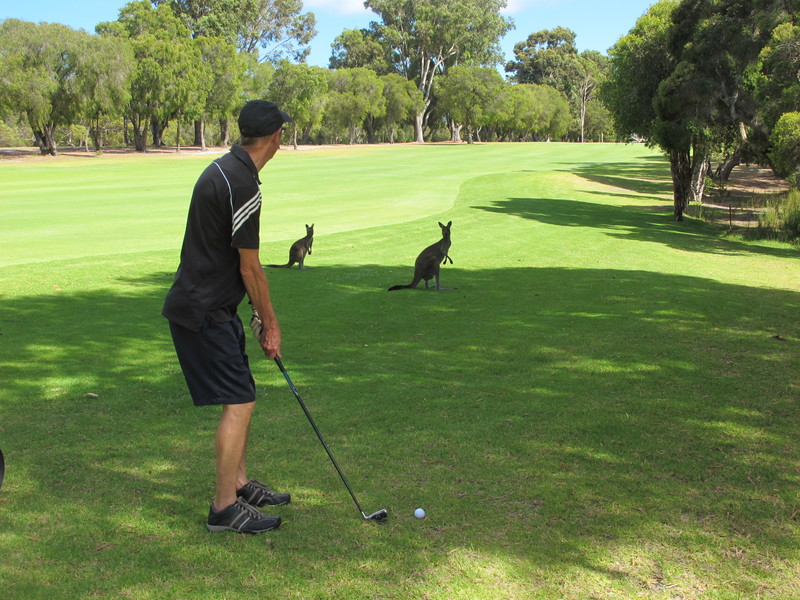 golf with kangaroos!