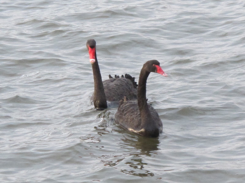 black swans on the swan river