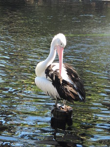 pretty pelican