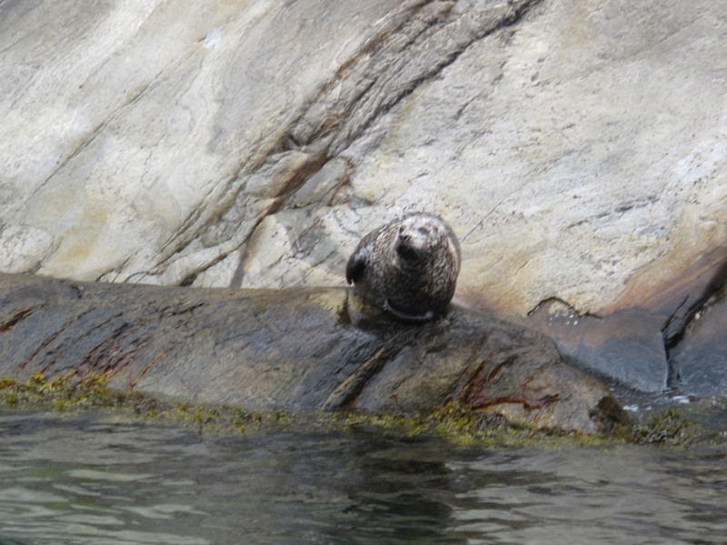Seal watcher