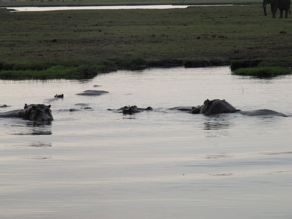 River cruise - Hippos
