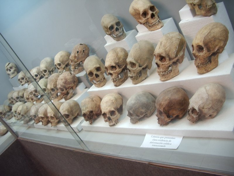 A Collection of Skulls