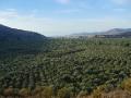 Olive Plantations