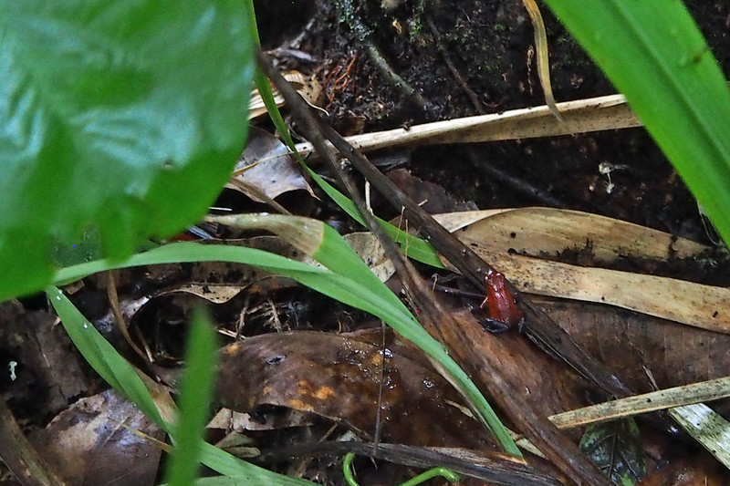 Red Poisonous Dart Frog