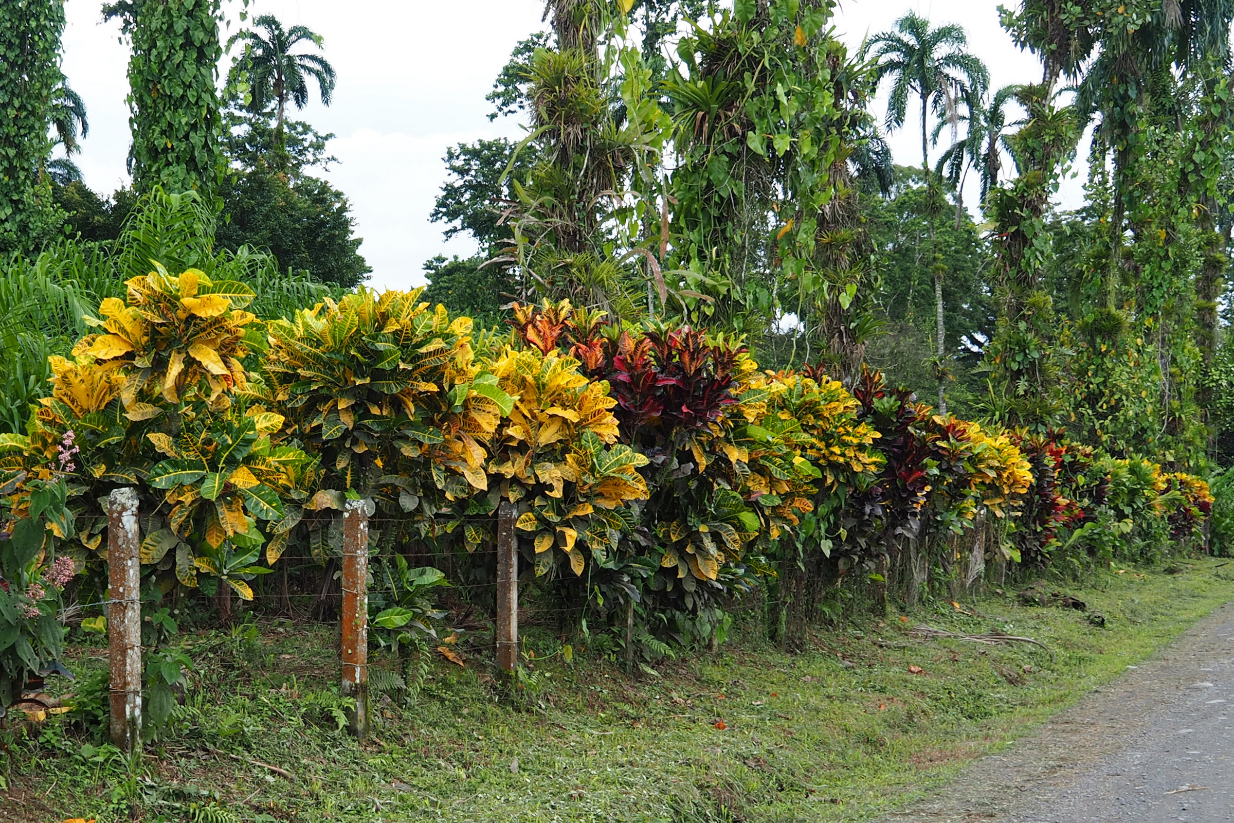 Croton hedge | Photo