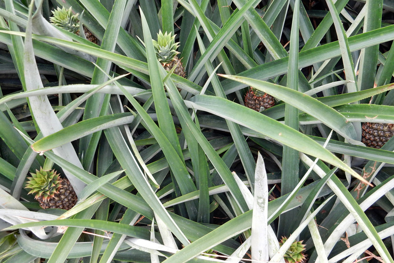 Little pineapples grow into export crops.