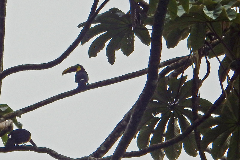 Toucan at hotel