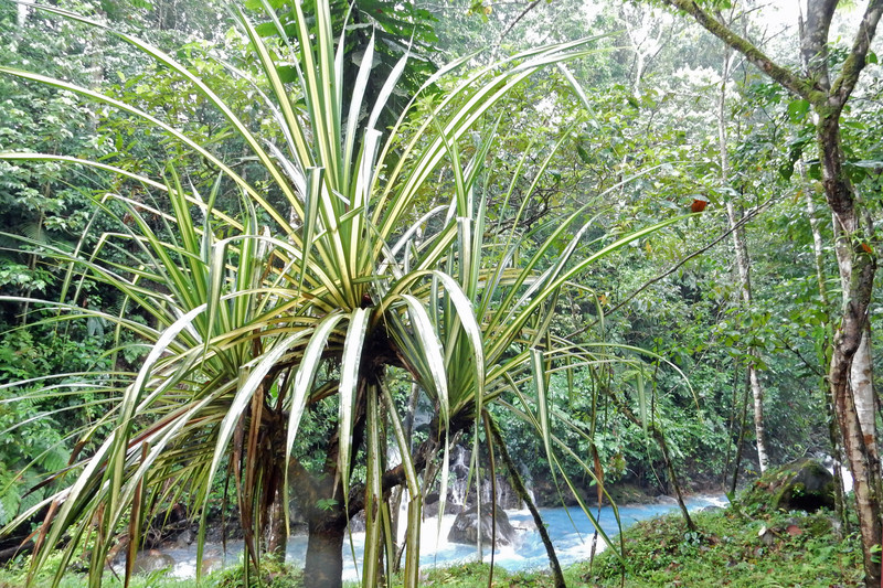 Rainforest plants hug the banks.