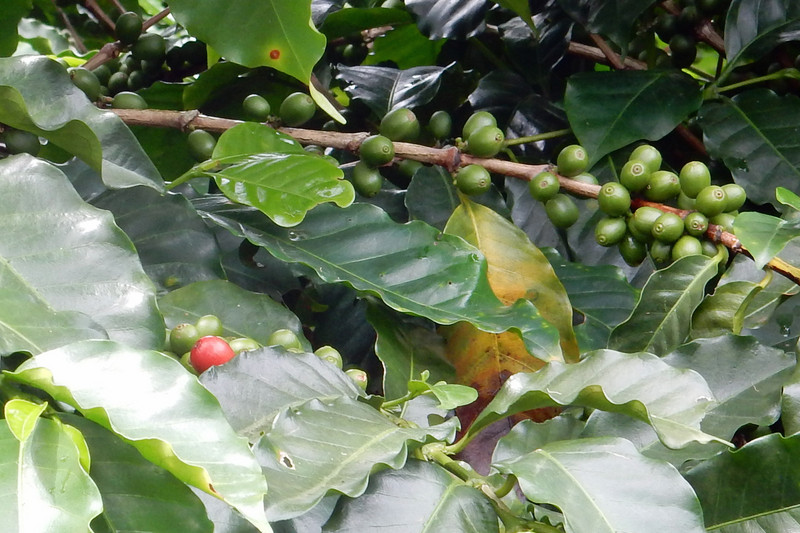 Coffee beans on the bush