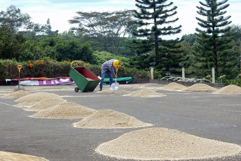 Sun drying for export coffee