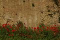Poppies against a Sandstone wall