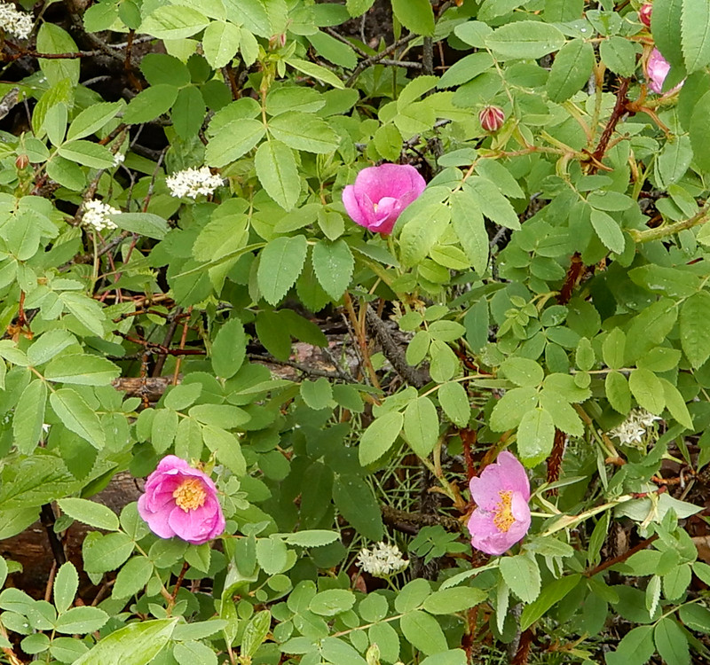 A riot of Wild Roses