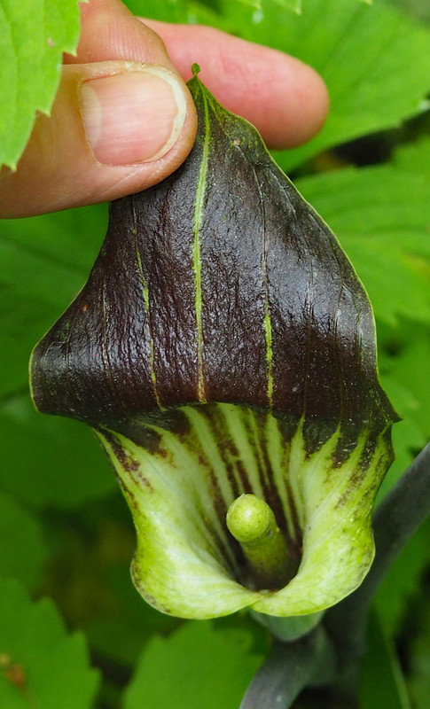 Jack in a Pulpit