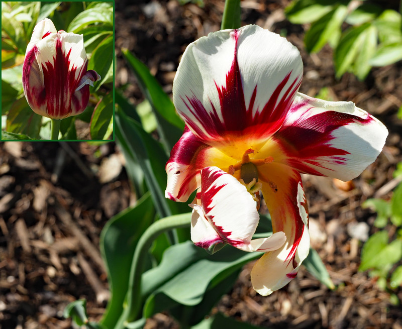Canada150 tulip