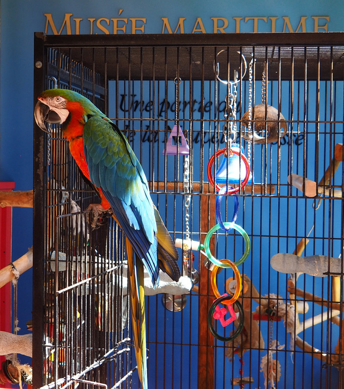 Merlin Macaw - web star!