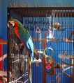 Merlin Macaw - web star!