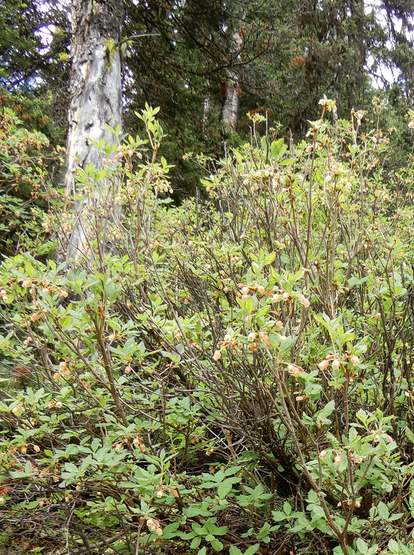 Bushes whose flowers will become food for bears.