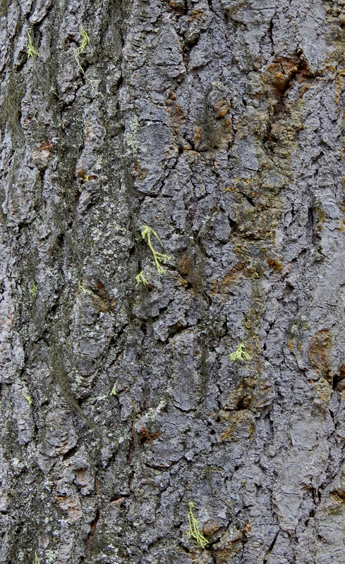 Lichen cling to trees