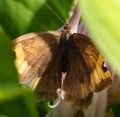 Moth flittering in the flower beds