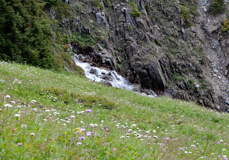 Wildflowers along a melt-water stream