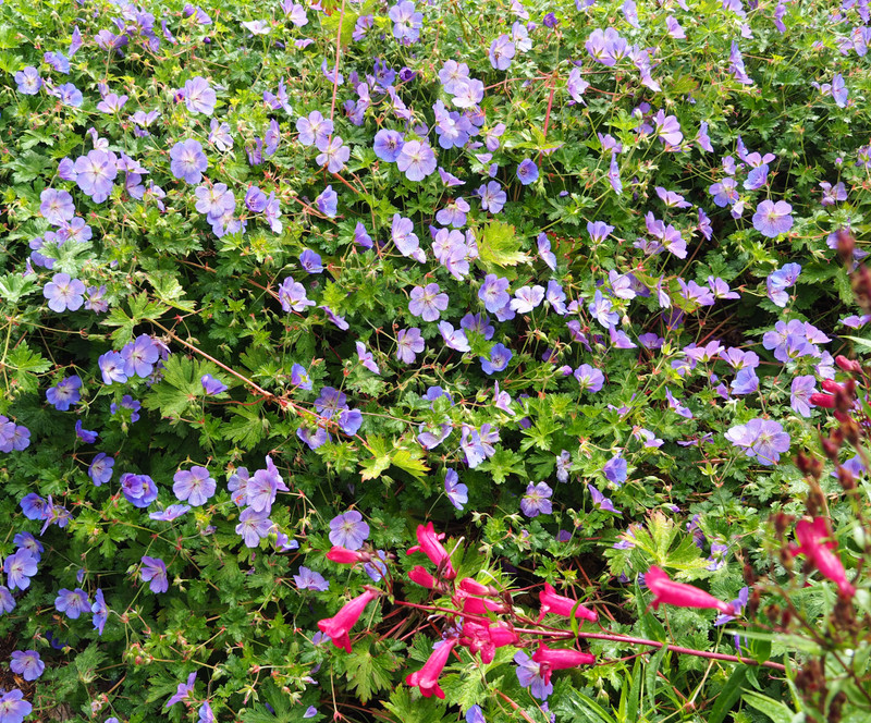 Flowers in the gardens of Blarney