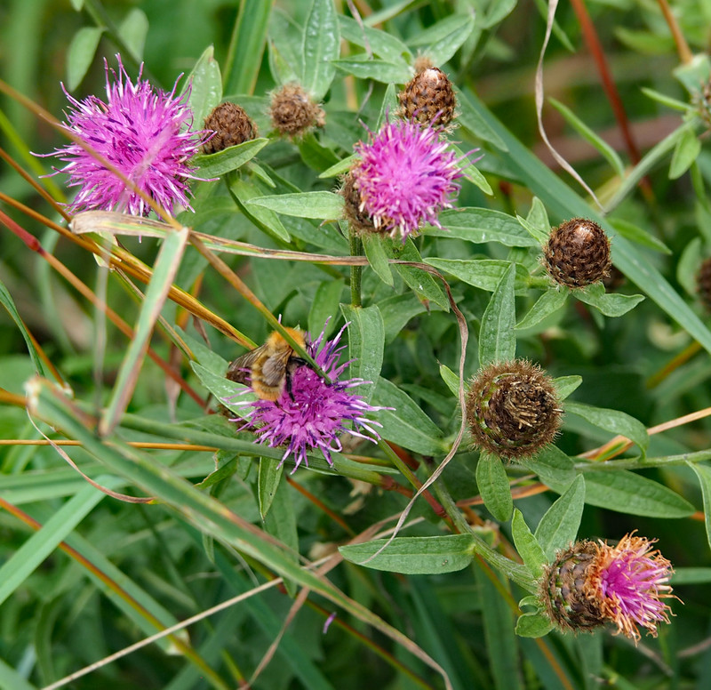 Scottish thistle with a bee