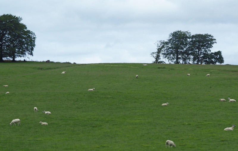 Sheep making wool