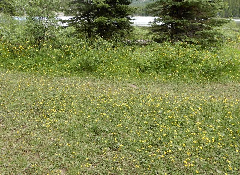 Field of Buttercups by Elbow Lake