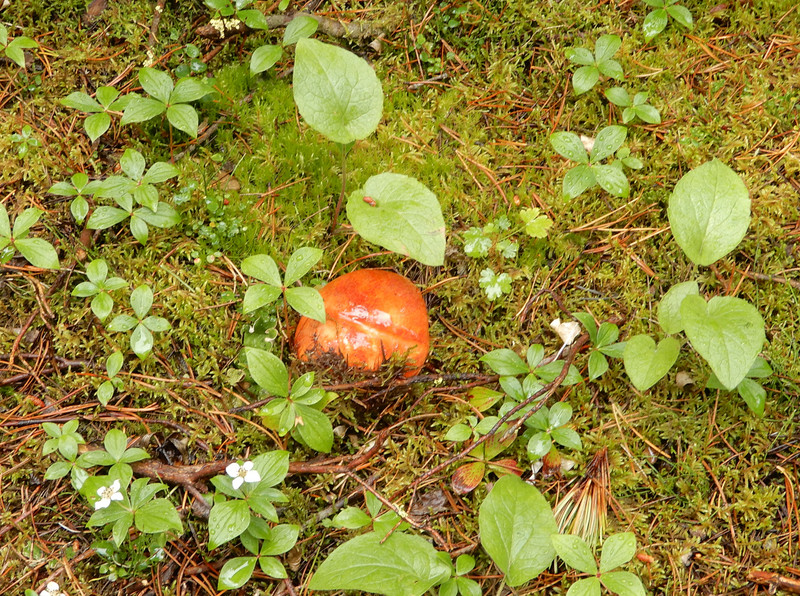 Bright mushroom