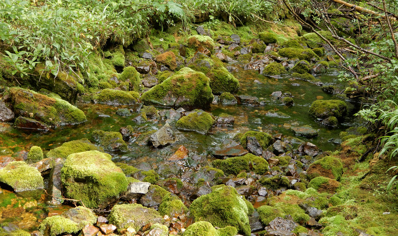 Mossy stream