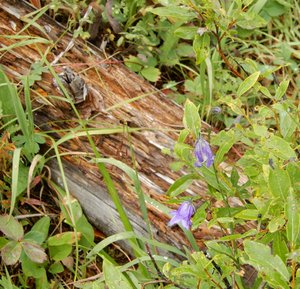 Decaying trunk with Harebells