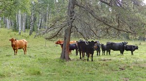 Cattle grazing 