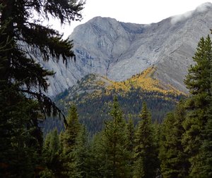 Larches at high elevation