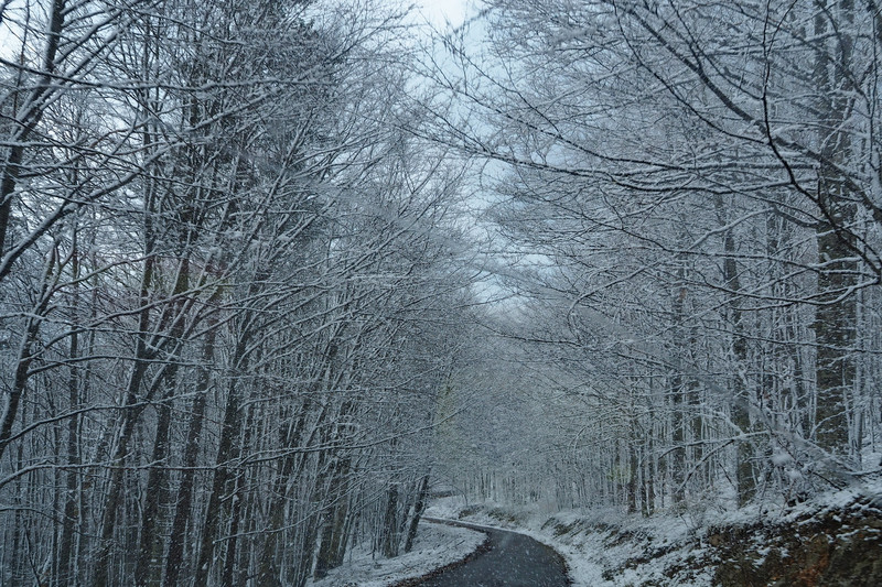 Spring snow clinging to trees