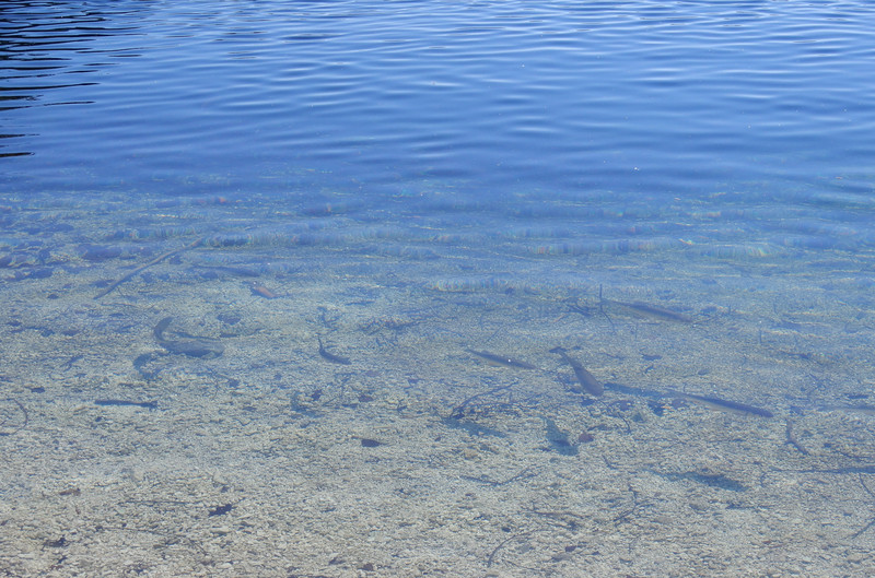 Trout in Lake Bohinj 