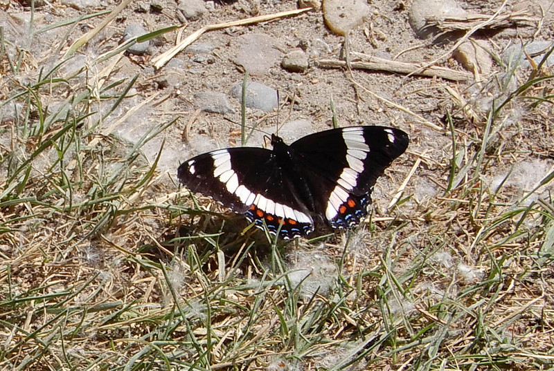 White Admiral butterfly 