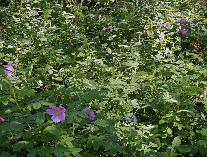 Lots of Wild Roses 