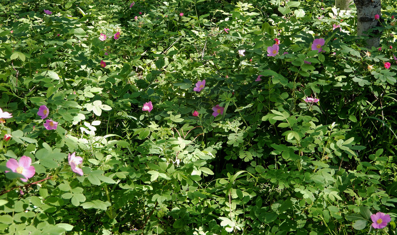 Even more Wild Roses! 