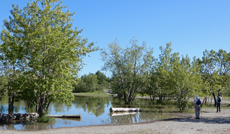 Pond in Nose Hill Park 