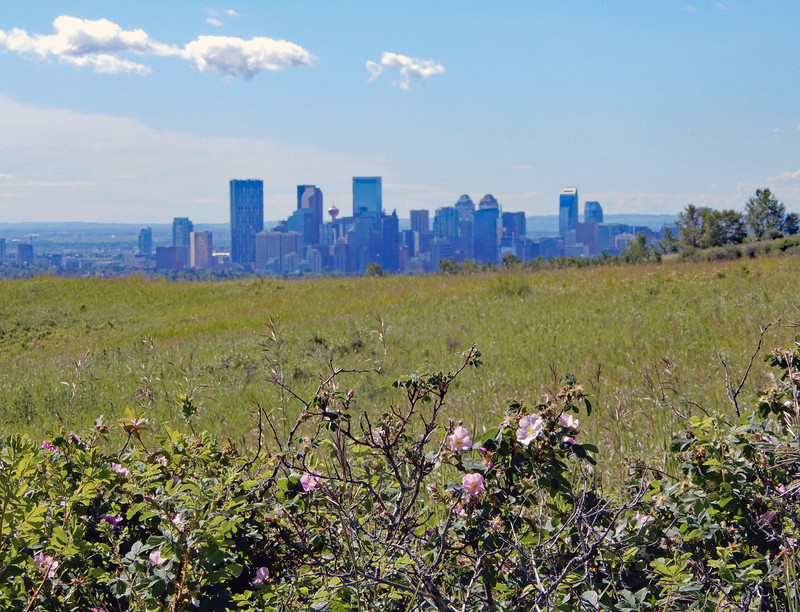 Downtown from Nose Hill 